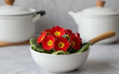 Primula Stewart Whistling Tea Kettle vs GGC Whistling Tea Kettle: Which Should You Buy?